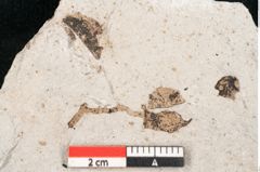 Foto (Detailansicht) von Callitris brongniartii Endl. (NHMW-GEO-2024-0188-6745)